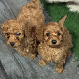 Cavapoo - Both