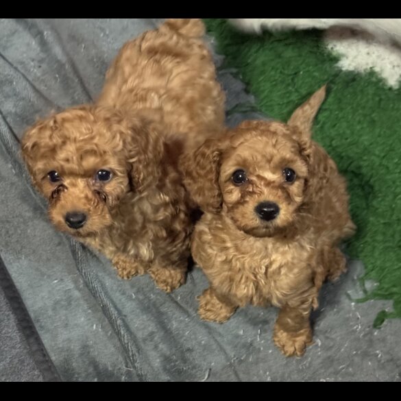 Cavapoo - Both