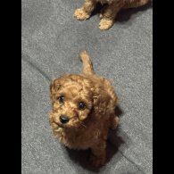 Cavapoo - Both