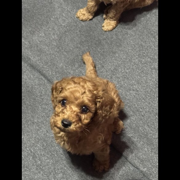 Cavapoo - Both