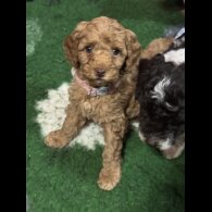 Cavapoo - Both