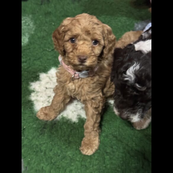 Cavapoo - Both
