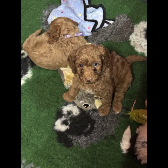 Cavapoo - Both
