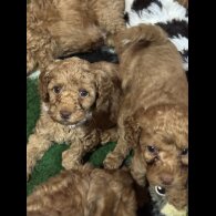 Cavapoo - Both