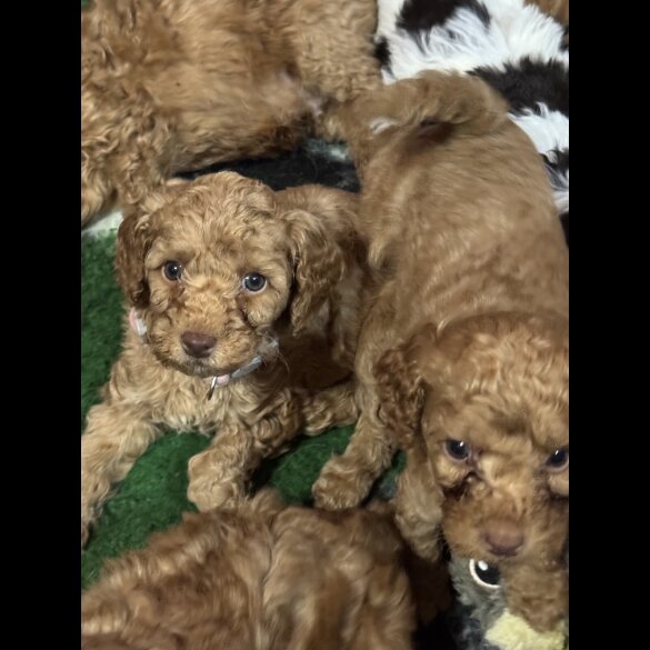 Cavapoo - Both
