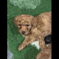 Cavapoo - Both