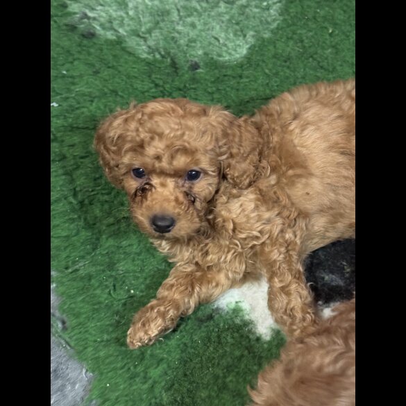Cavapoo - Both