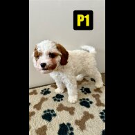 Cavapoo - Both