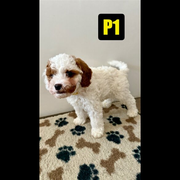 Cavapoo - Both