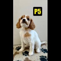 Cavapoo - Both