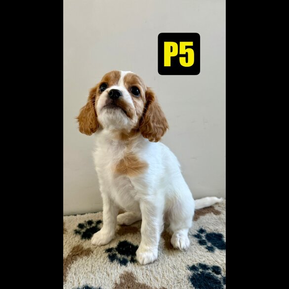 Cavapoo - Both