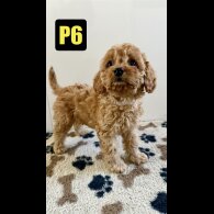 Cavapoo - Both