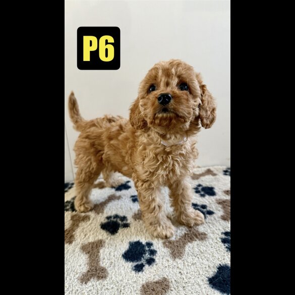 Cavapoo - Both