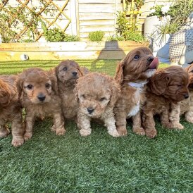 Cavapoo - Both