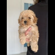 Cavapoo - Bitches