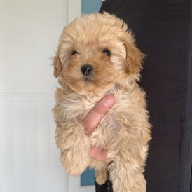 Cavapoo - Both