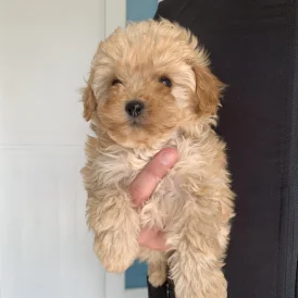 Cavapoo - Both