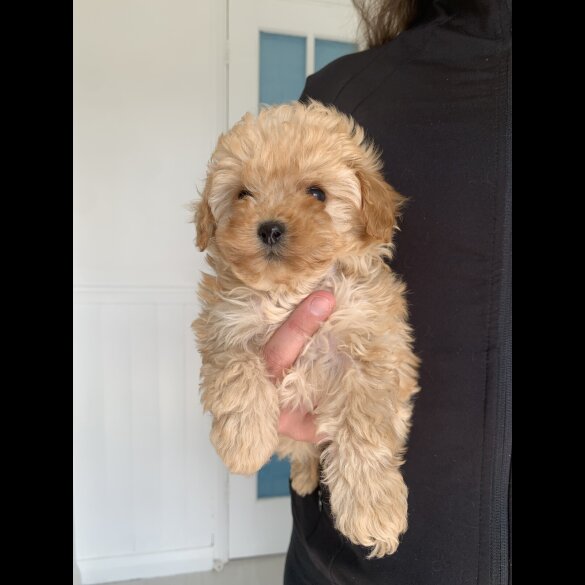 Cavapoo - Bitches