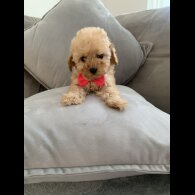 Cavapoo - Bitches