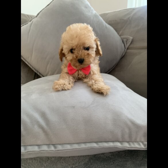 Cavapoo - Bitches