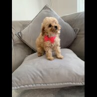 Cavapoo - Bitches