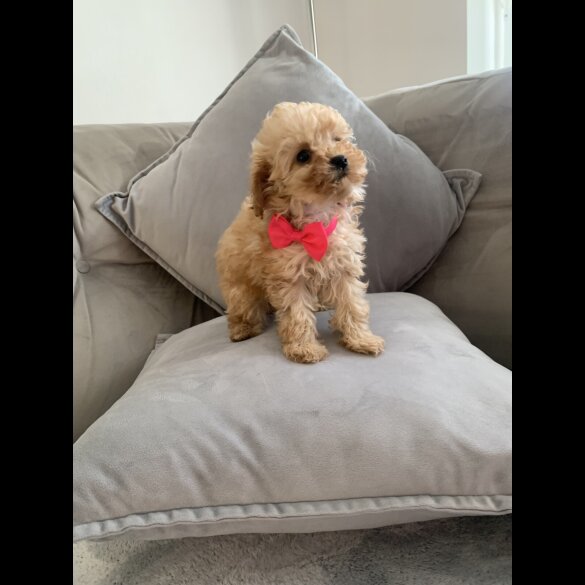 Cavapoo - Bitches