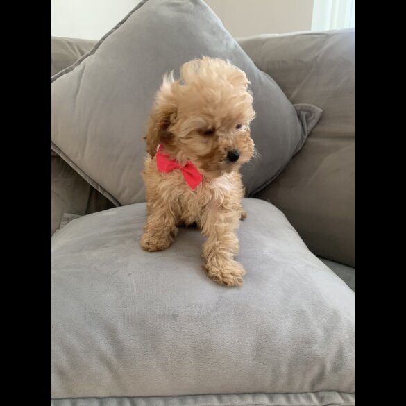 Cavapoo - Bitches