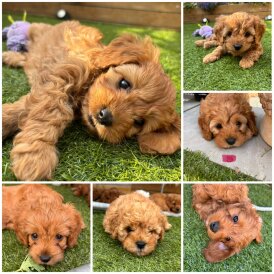 Cavapoo - Both