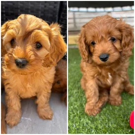 Cavapoo - Both