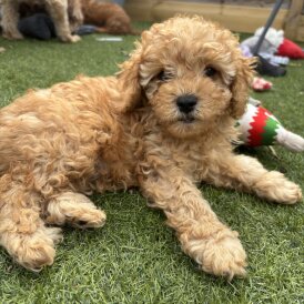 Cavapoo - Both