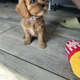 Cavapoo - Both