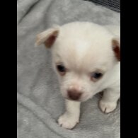 Chihuahua - Dogs