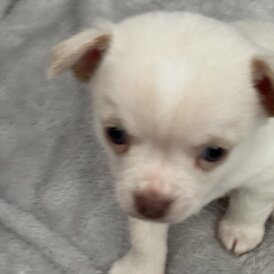 Chihuahua - Dogs