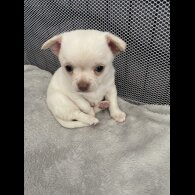 Chihuahua - Dogs
