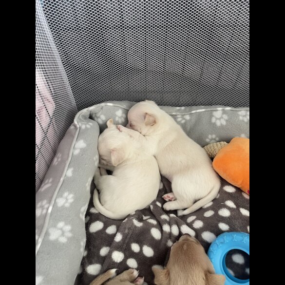 Chihuahua - Dogs