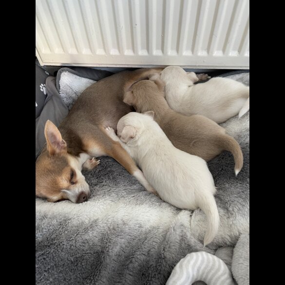 Chihuahua - Dogs