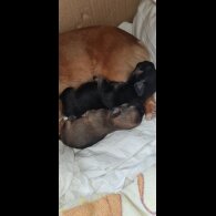 Chihuahua - Both
