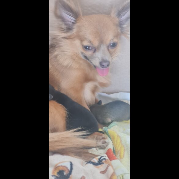 Chihuahua - Both
