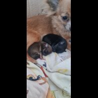 Chihuahua - Both