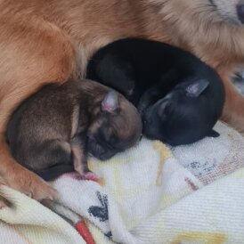Chihuahua - Both