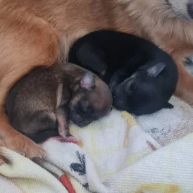 Chihuahua - Both