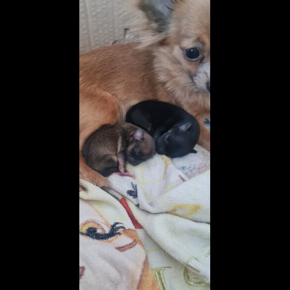 Chihuahua - Both