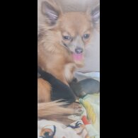 Chihuahua - Both