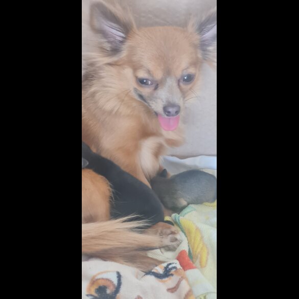 Chihuahua - Both