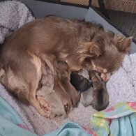 Chihuahua - Both