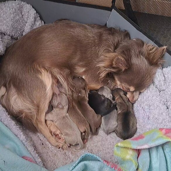 Chihuahua - Both