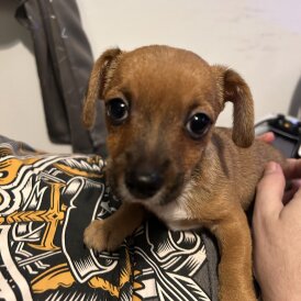 Chihuahua - Both