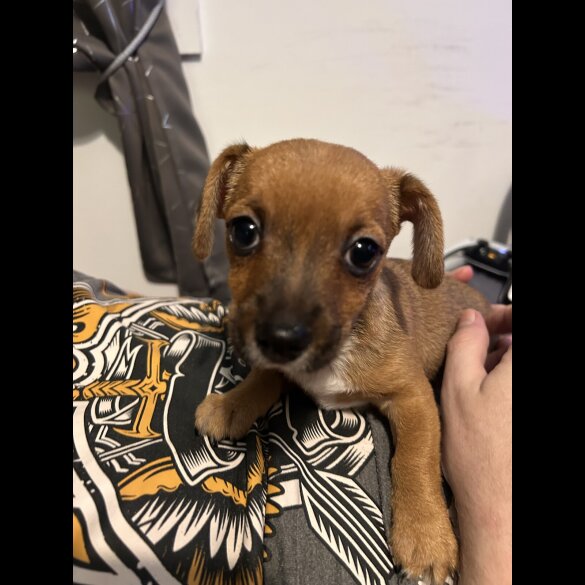 Chihuahua - Both