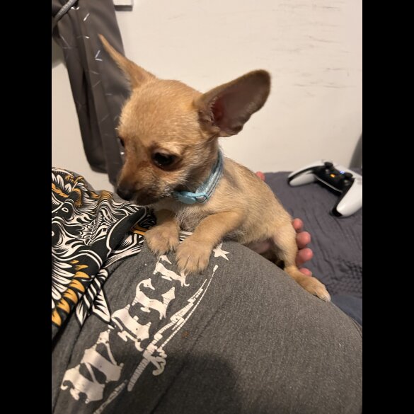 Chihuahua - Both
