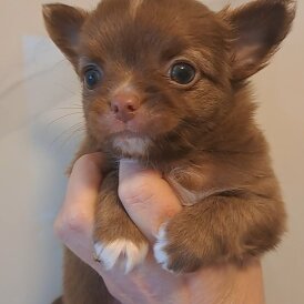Chihuahua - Both